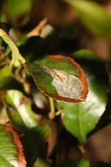 Phyllonorycter leucographella