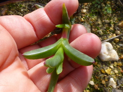 Ruschia diversifolia
