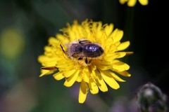 Andrena