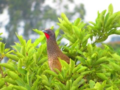 Ortalis columbiana