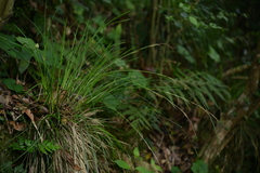 Carex makinoensis