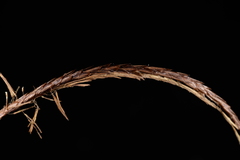 Carex makinoensis