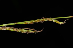 Carex makinoensis
