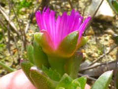 Ruschia diversifolia