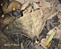 Ectomis octomaculata