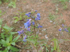 Penstemon subserratus