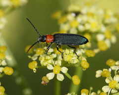 Ischnomera xanthoderes