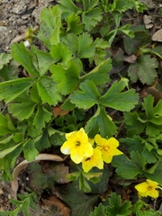 Waldsteinia ternata