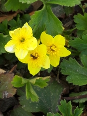Waldsteinia ternata