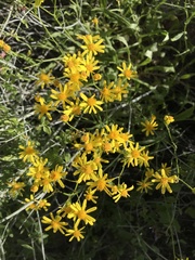 Senecio lemmonii