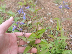 Penstemon subserratus