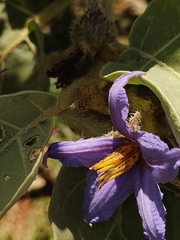 Solanum falciforme