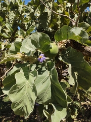 Solanum falciforme