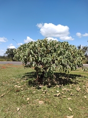 Solanum falciforme