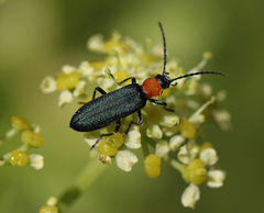 Ischnomera xanthoderes