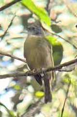 Xanthomixis cinereiceps