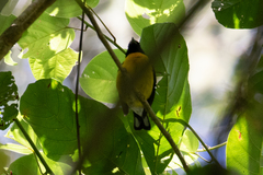Euphonia anneae