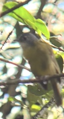 Xanthomixis cinereiceps