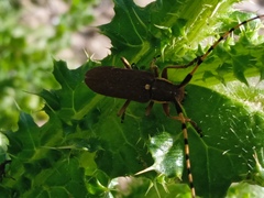 Agapanthia annularis