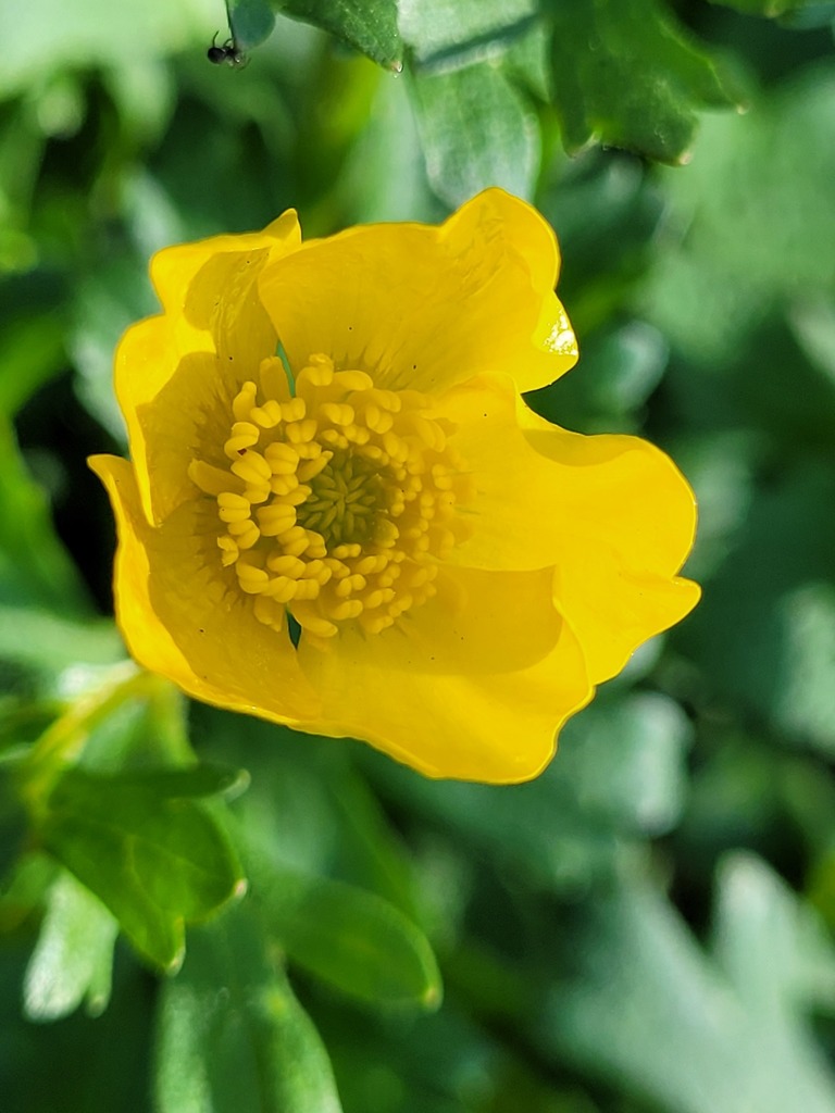buttercups from Queen Anne's County, MD, USA on April 11, 2022 at 0959