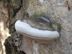 Phellinus