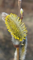 Salix caprea