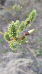 Salix caprea