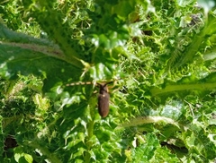 Agapanthia annularis