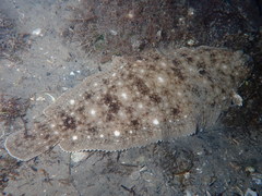 Solea aegyptiaca