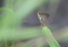 Aeromachus plumbeola