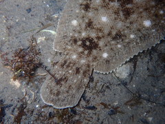Solea aegyptiaca