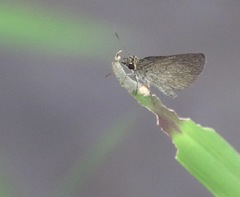 Aeromachus plumbeola