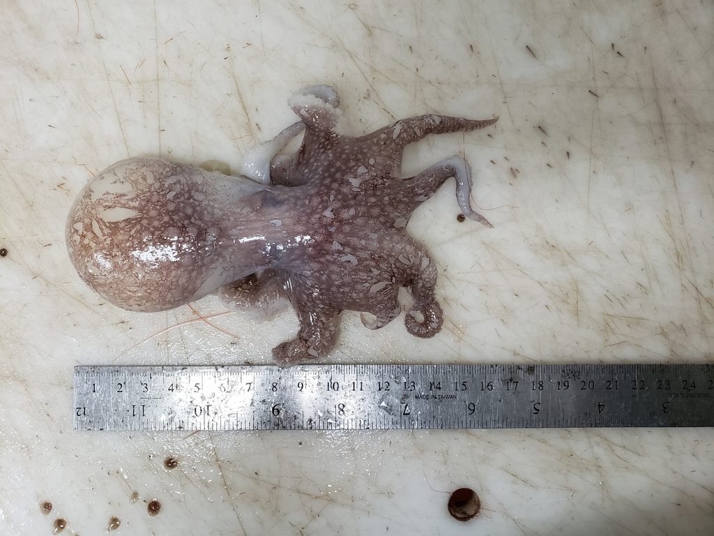 Spoonarm Octopus