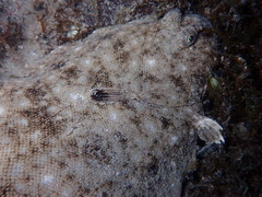 Solea aegyptiaca