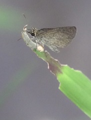 Aeromachus plumbeola