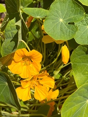 Tropaeolum majus