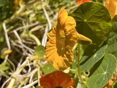 Tropaeolum majus