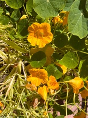 Tropaeolum majus