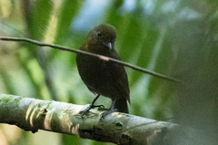 Schiffornis veraepacis