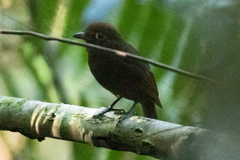 Schiffornis veraepacis