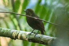 Schiffornis veraepacis