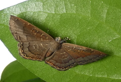 Voltinia phryxe