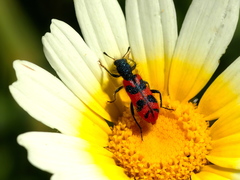 Trichodes umbellatarum