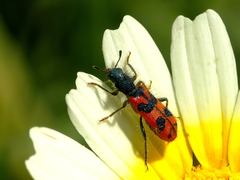 Trichodes umbellatarum