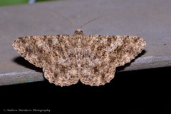 Racotis boarmiaria