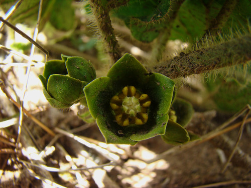 Matelea hispida