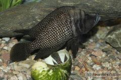 Black Calvus Cichlid photo 2