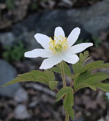Anemonoides nemorosa