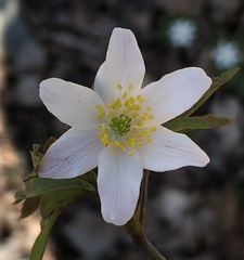 Anemonoides nemorosa