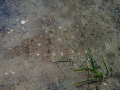 Solea aegyptiaca